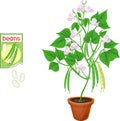 Bean plant with green fruits, leaves, flowers in flower pot and open sachet with seeds